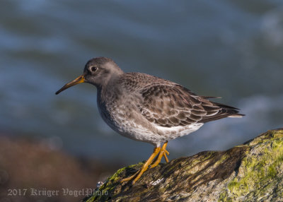 Purple Sandpiper-3092.jpg