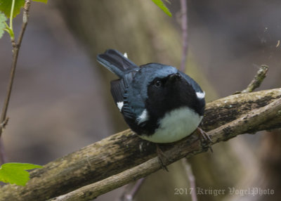 Black-throated Blue Warbler (male)-5341.jpg