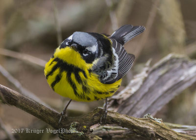 Magnolia Warbler-5335.jpg