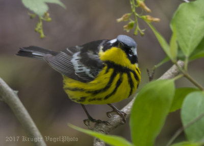 Magnolia Warbler-5342.jpg