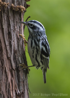 Black-and-White Warbler (male)-5275.jpg
