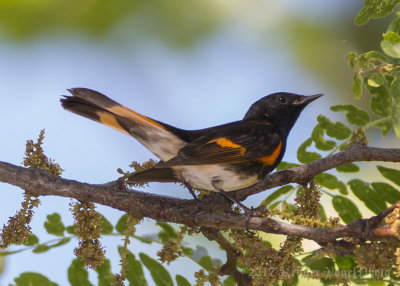 American Redstart (male)-5941.jpg