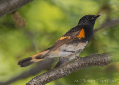 American Redstart (male)-5966.jpg