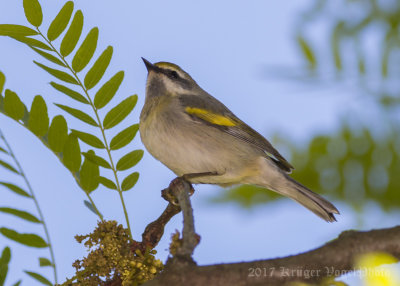 Golden-winged Warbler-5885.jpg