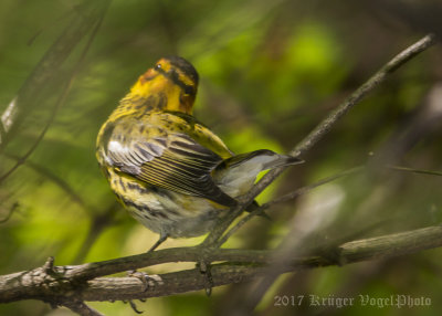 Cape May Warbler (male)-5002.jpg