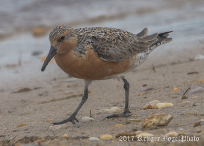 Red Knot (9)