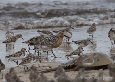 Red Knot & Semipalmated Sandpipers-6112.jpg
