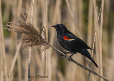 Red-winged Blackbird (male)-5568.jpg