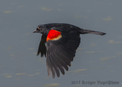Red-winged Blackbird (male)-5686.jpg
