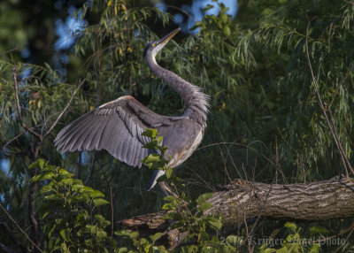 Great Blue Heron-6658.jpg