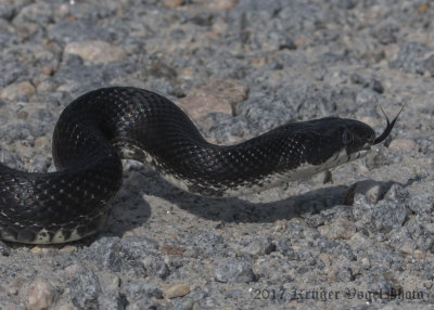 Eastern Rat Snake-7029.jpg