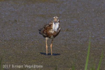 Ruff (male)-7774-.jpg