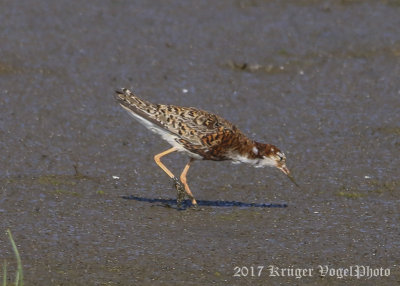 Ruff (male)-7766.jpg