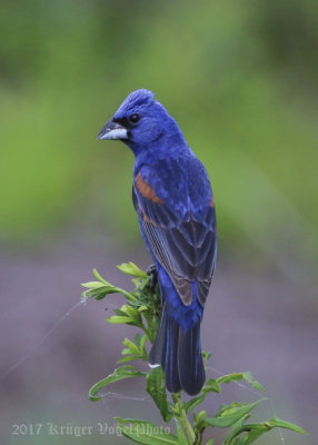 Blue Grosbeak (male)-7809.jpg
