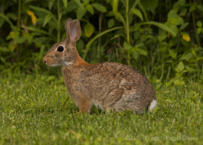 Eastern Cottontail Rabbit-7176.jpg