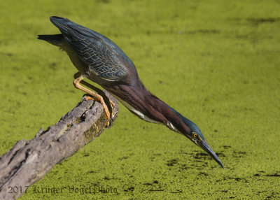 Green Heron (22)