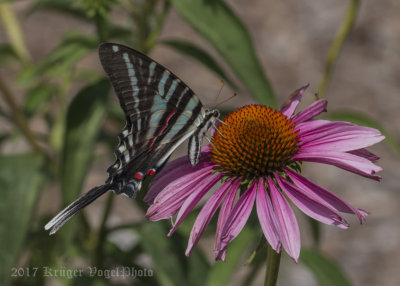 Zebra Swallowtail-8068.jpg