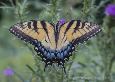 Eastern Tiger Swallowtail-8116.jpg