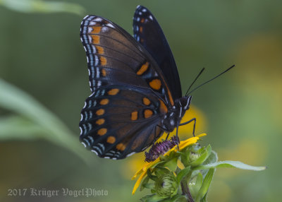 Red-spotted Purple-8101.jpg
