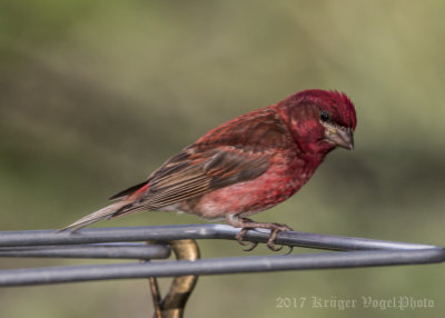 Purple Finch (male)-8231.jpg