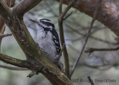 Hairy Woodpecker (female)-8222.jpg