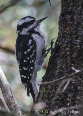 Hairy Woodpecker (female)-8225.jpg