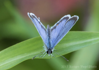 Eastern-tailed Blue (male)-8585.jpg