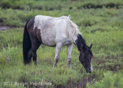 Chincoteague Horses -0116.jpg