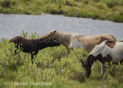 Chincoteague Horses-0036.jpg