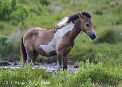 Chincoteague Horses-0098.jpg