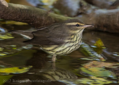 Northern Waterthrush-1247.jpg