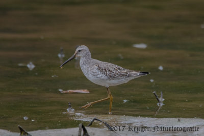 Stilt Sandpiper (4)