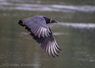 Black Vulture-1365.jpg