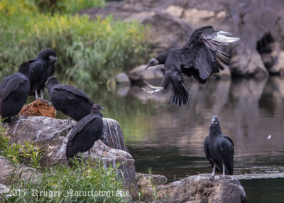 Black Vulture-1379.jpg