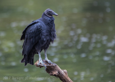 Black Vulture-1446.jpg