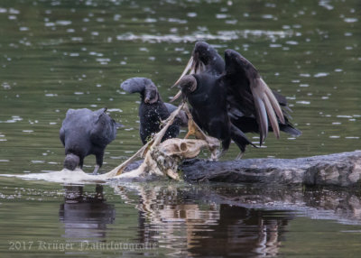 Black Vulture-1495.jpg