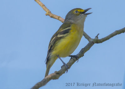 White-eyed Vireo (4)