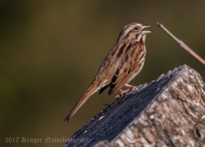 Swamp Sparrow (2)