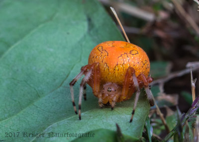 Marbled Orbweaver (5)