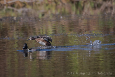 Ring-necked Duck-2948.jpg