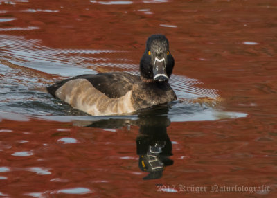 Ring-necked Duck-3803.jpg