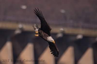Bald Eagle-4224.jpg