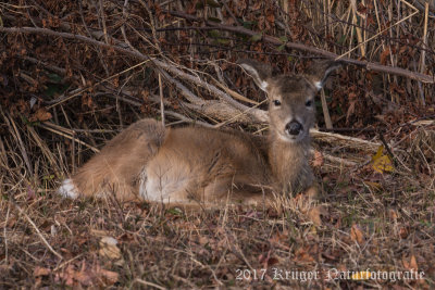 White-tailed Deer-4012.jpg