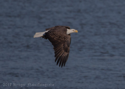 Bald Eagle-4455.jpg