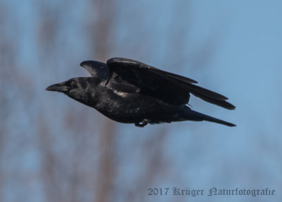American Crow-4900.jpg