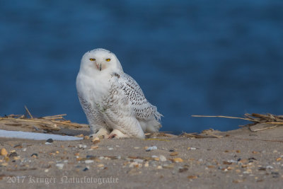 Snowy Owl (young male)-5470.jpg