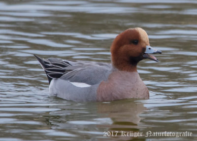 Eurasian Wigeon (7)