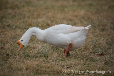 Chinese Goose (male)-6034.jpg