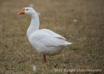 Chinese Goose (female)-6036.jpg