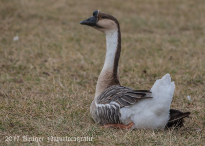 Chinese Goose (male)-6052.jpg